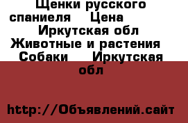 Щенки русского спаниеля  › Цена ­ 5 000 - Иркутская обл. Животные и растения » Собаки   . Иркутская обл.